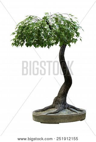 3d Rendering Of A Green Japanese Bonsai Maple Tree Isolated On White Background