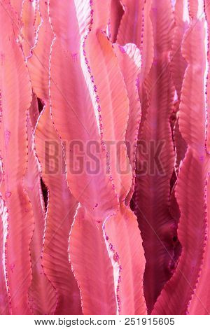 Jade Tiger Euphorbia Trigona Pink Cactus Brushwood. Futuristic Surrealistic Tropical Nature Backgrou