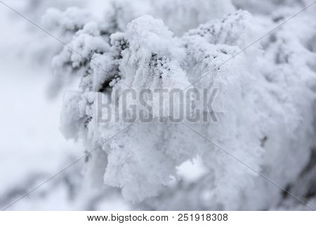 Snowcowered Branches. Winter Blur Background. Frost Trees