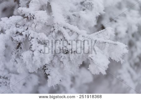 Snowcowered Branches. Winter Blur Background. Frost Trees