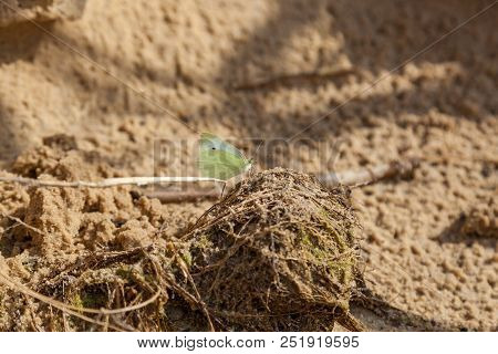 The Yellow Butterfly Sits And Feeds On The Shady And Moist Sandy Soil Of The Shore Line