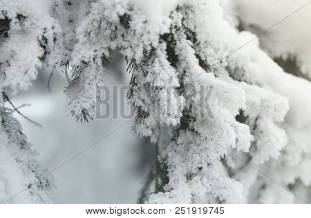 Snowcowered Branches. Winter Blur Background. Frost Trees