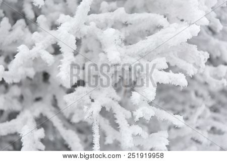 Snowcowered Branches. Winter Blur Background. Frost Trees