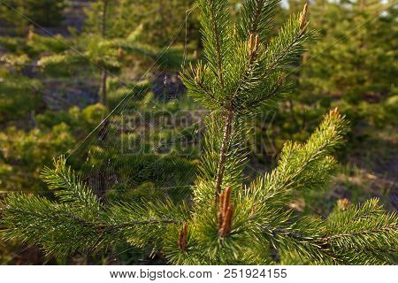 A Spider Weaves A Web On A Young Pine Tree. The Web Between The Pine Branches