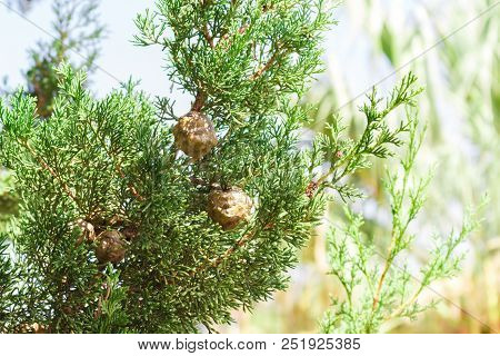 Cypress Trees Branches With Cones In Sunny Day.