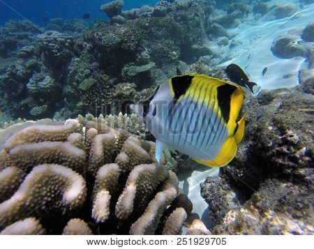 Colorfullfisc Under The Blue Water With Reefs