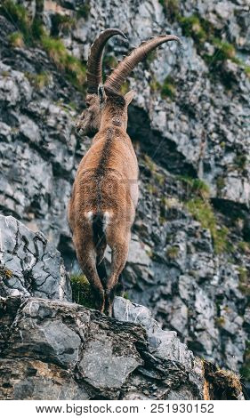 Alpine Capricorn Steinbock Capra Ibex Standing On A Rock Looking Away Close Up, Brienzer Rothorn Swi