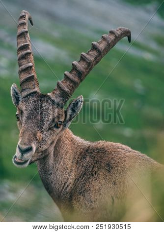 Funny Alpine Capricorn Steinbock Capra Ibex Eating And Looking At Camera, Brienzer Rothorn Switzerla
