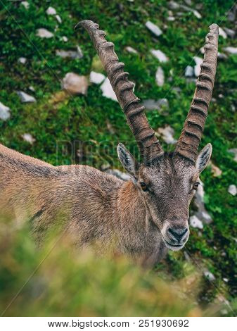 Alpine Capricorn Steinbock Capra Ibex Looking At Camera, Brienzer Rothorn Switzerland Alps