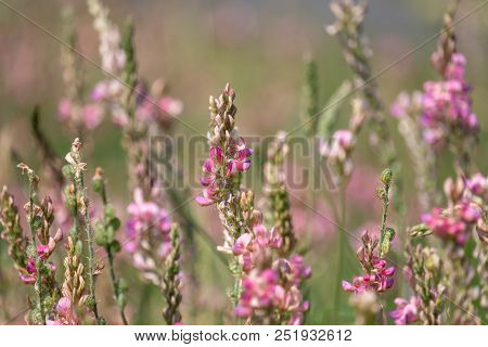 Esparcet Pink Flowers (onobrychis Viciifolia). Blossoming Sainfoin Or Holy-clover Wildflowers. Summe
