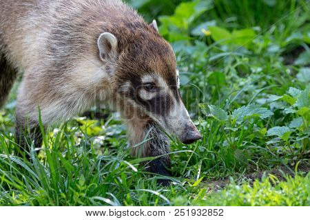 White-nosed Coati (nasua Narica)