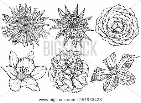 Flowers Skecth Aster Rose Clematis Narcissus Scarlet Peony. Vector Sketching Illustration
