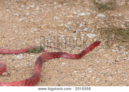 Masticophis แฟลเจลลัม