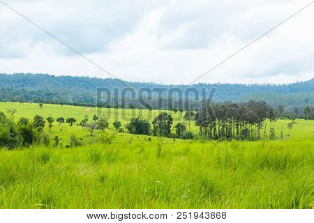 Meadow And Trees At Thung Salaeng Luang , Phetchabun In Thailand.
