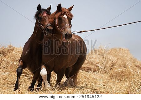 Horses Separating The Wheat From The Chaff, Threshing Wheat By Running Two Horses In Circles