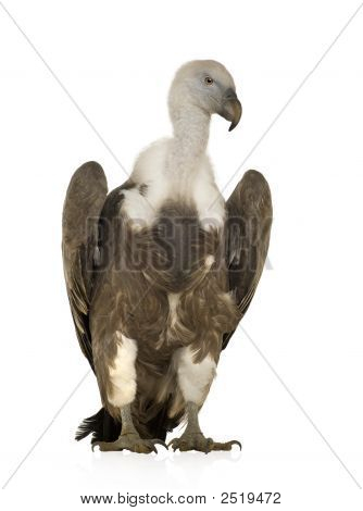 Sup - sup Fulvus