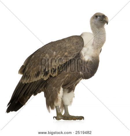 Sup - sup Fulvus