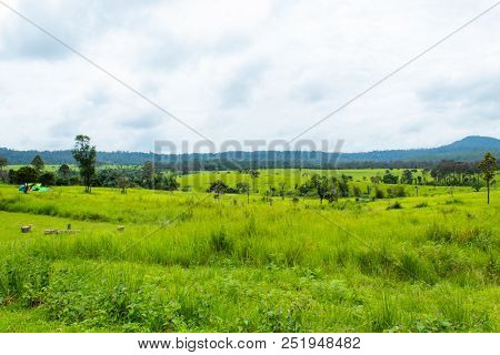 The Tourists Stood Around Ten On The Lawn At Thung Salaeng Luang , Phetchabun In Thailand.