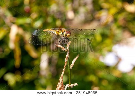 Dragonfly Sitting On Dry Branch. Beautiful Dragonfly Or Sympetrum Dragonfly (sympetrum Flaveolum) In
