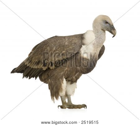 Sup - sup Fulvus