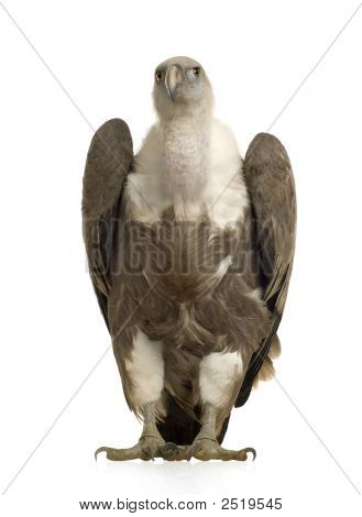Sup - sup Fulvus
