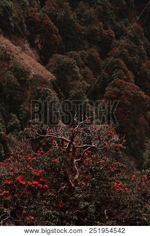 Lonely Dry Wood Tree With Red Flowers In The Middle Of The Forest Top View