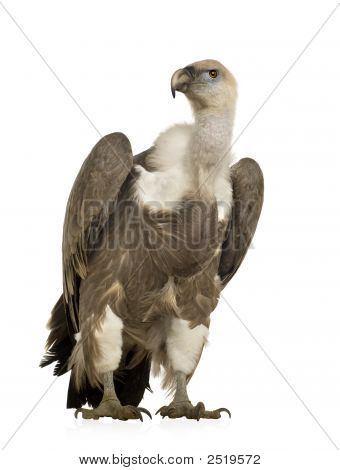 Sup - sup Fulvus