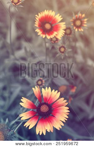 Beautiful Bright  Flower Rudbeckia On  Blooming Green Meadow
