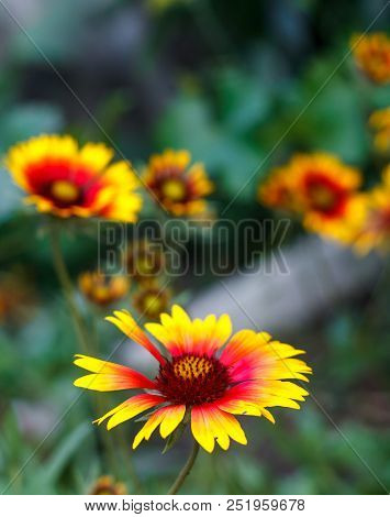 Beautiful Bright  Flower Rudbeckia On  Blooming Green Meadow