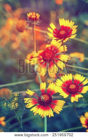Beautiful Bright  Flower Rudbeckia On  Blooming Green Meadow