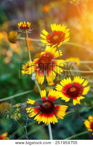 Beautiful Bright  Flower Helenium On  Blooming Green Meadow