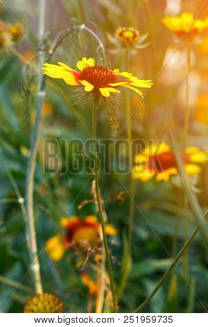 Beautiful Bright  Flower Helenium On Blooming Green Meadow