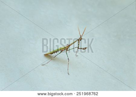 Mantises Are An Order (mantodea) Of Insects That Contains Over 2,400 Species In About 430 Genera In 