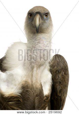 Sup - sup Fulvus