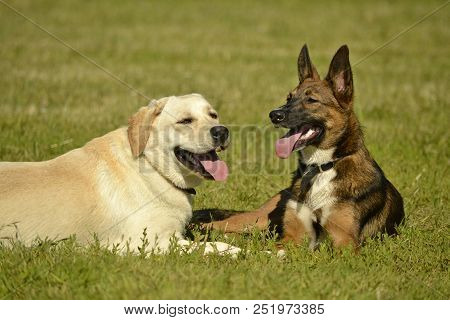 Sunstroke, Health Of Pets In The Summer. Labrador. Dogs Play With Each Other. How To Protect Your Do