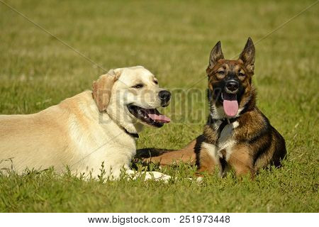 Sunstroke, Health Of Pets In The Summer. Labrador. Dogs Play With Each Other. How To Protect Your Do