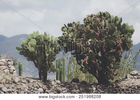 Photograph Of Some Green Maguey Traditional Nativr Mexican Plants