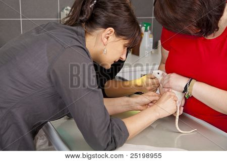 domácí krysa je sešita