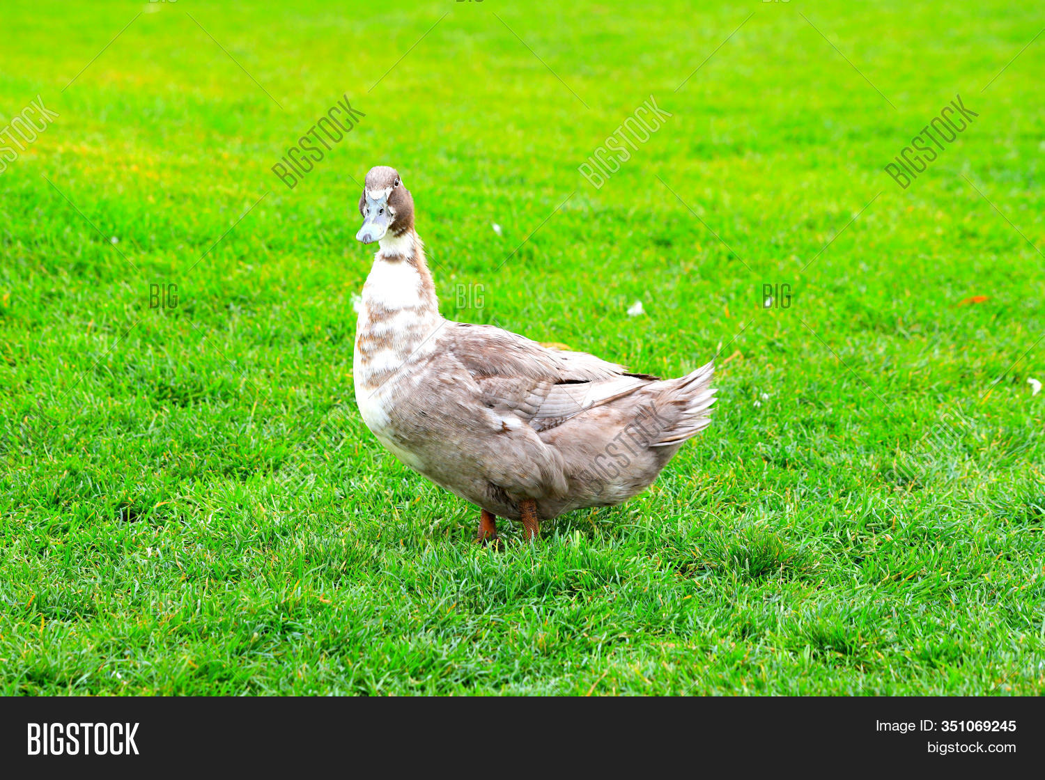 giant fluffy duck