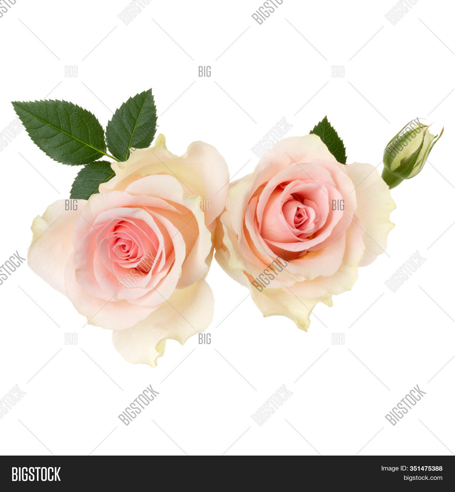 Two Pink Roses Image Photo Free Trial Bigstock