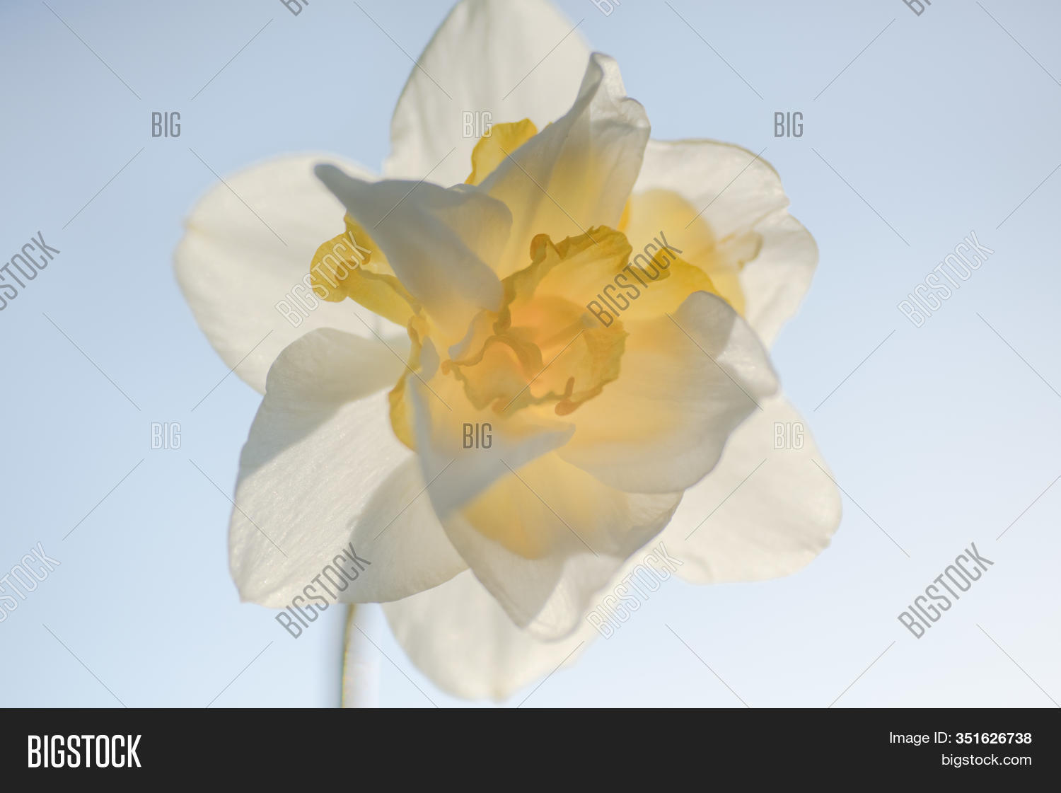 White Flower Six Image & Photo (Free Trial) Bigstock