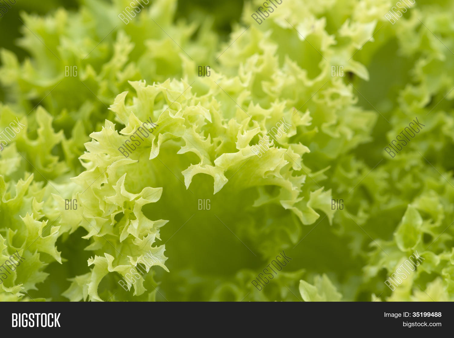 Lettuce Leaves Macro Image & Photo (Free Trial) Bigstock