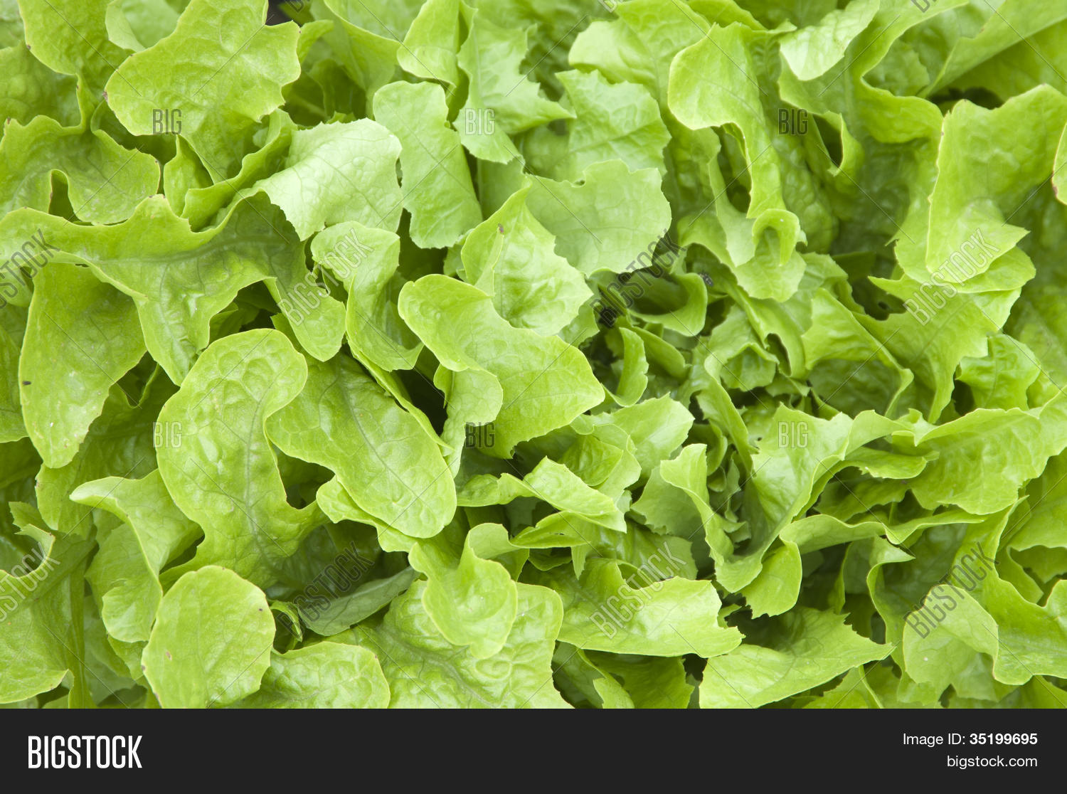 Lettuce Leaves Macro Image & Photo (Free Trial) Bigstock