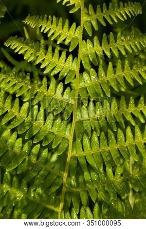 Wild Fern Growing In The Forest, Close Up Of The Open Fronds.