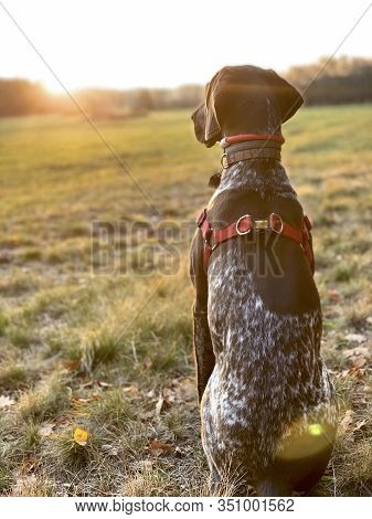 Dog On The Meadow - Sunset Time.