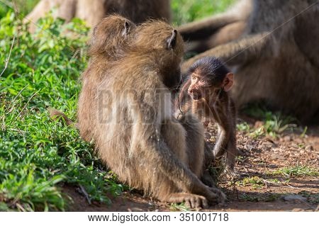 Family Of Baboons Playing On The Ground With Their Young To Have Fun