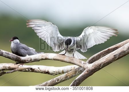 Whiskered Tern In Flight Landing On Branch With Wings Spread