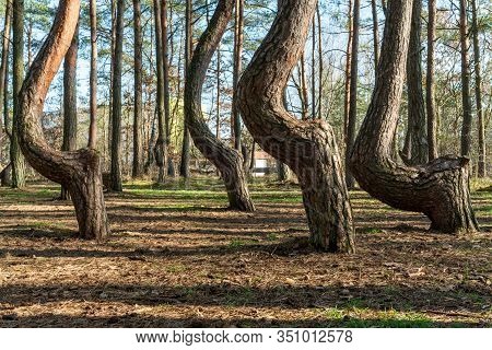 The Crooked Forest Krzywy Las Near Gryfino In Poland
