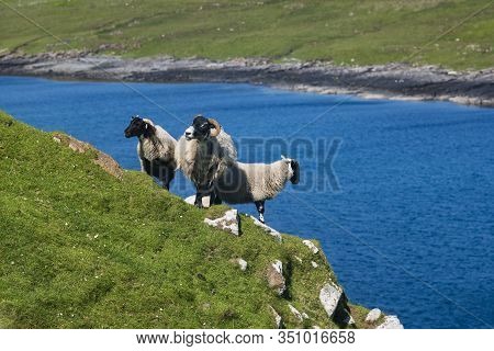 Sheep Graze And Walk Along A Cliff Located In Isle Of Skye, Duntulm, Scotland, Near Tulm Bay On A Cl