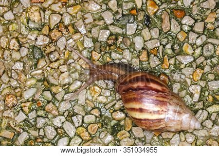 Small Helicinan Snail Of The Genus Drymaeus Macro View